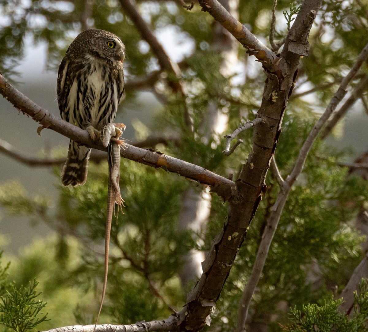 Northern Pygmy-Owl - Dave Benes