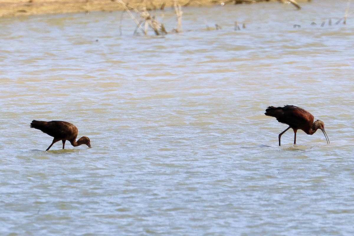 White-faced Ibis - ML617946603