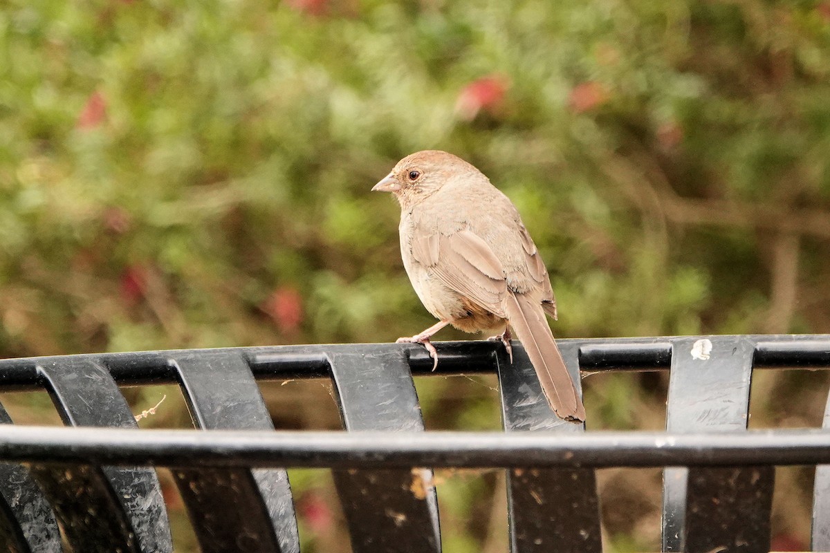 California Towhee - ML617946604