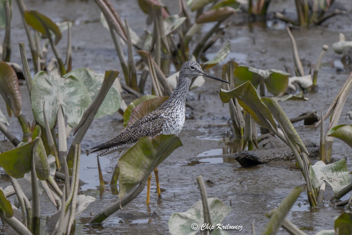 Greater Yellowlegs - Chip Krilowicz