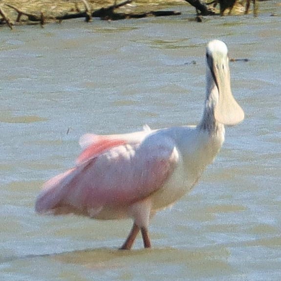 Roseate Spoonbill - ML617946613