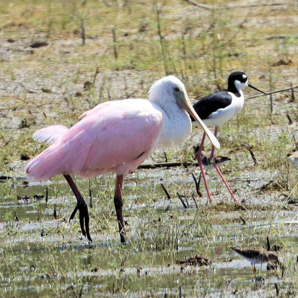 Roseate Spoonbill - ML617946614