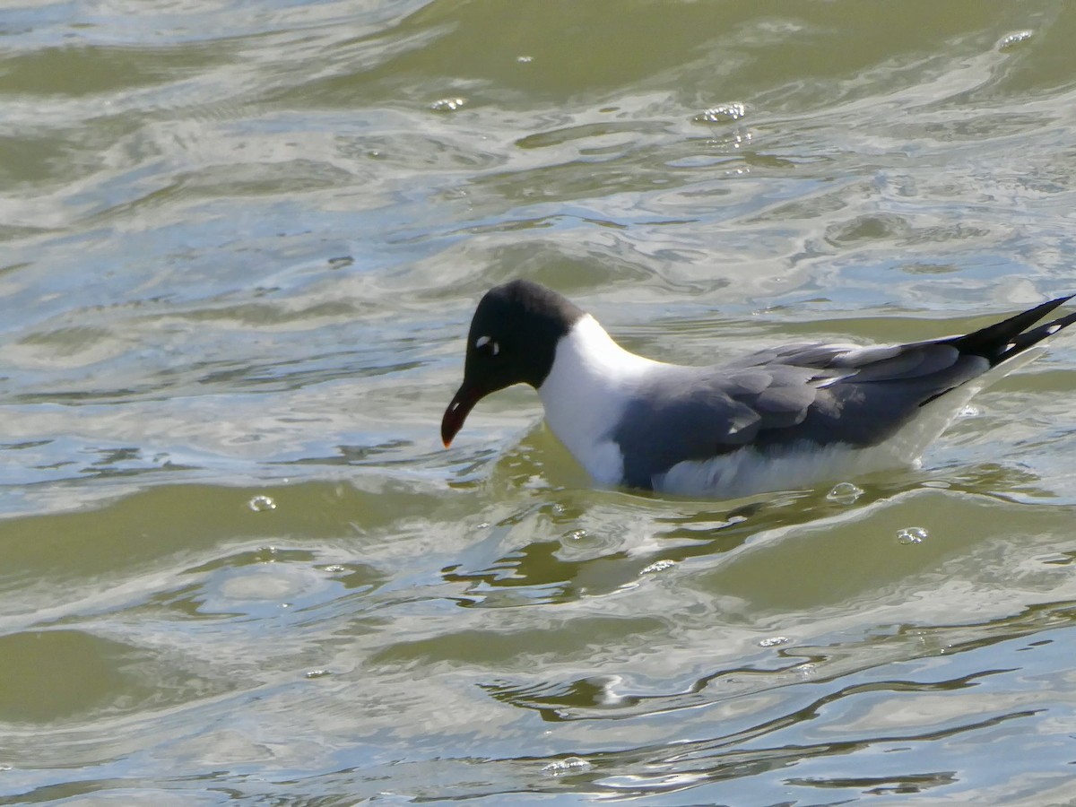 Laughing Gull - ML617946621