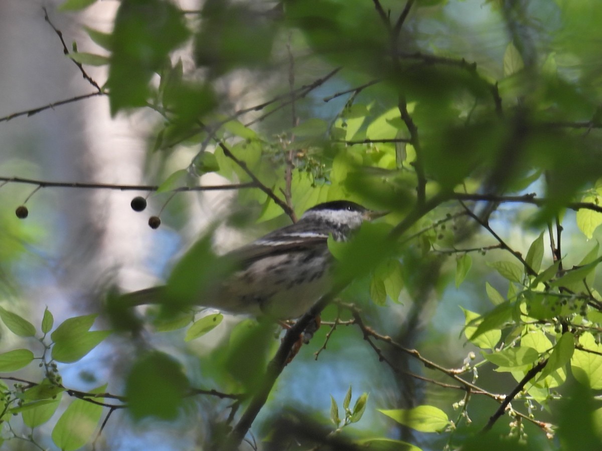 Blackpoll Warbler - ML617946622