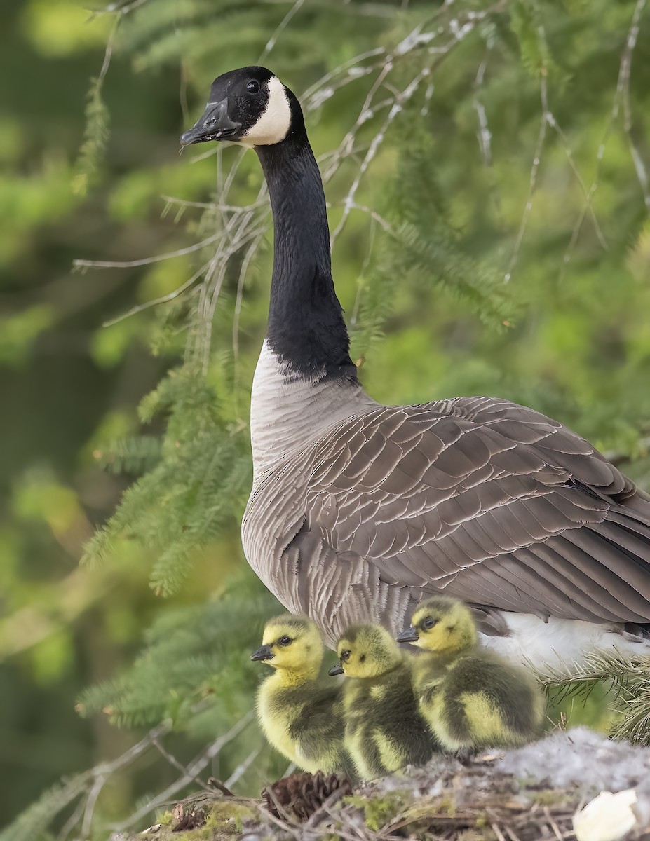 Canada Goose - ML617946624