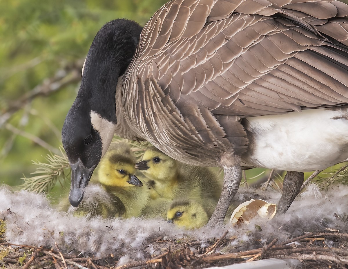 Canada Goose - ML617946626