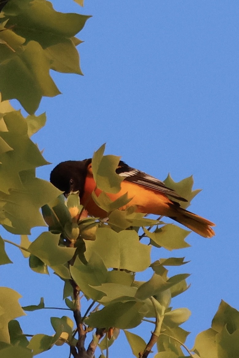 Baltimore Oriole - ML617946630