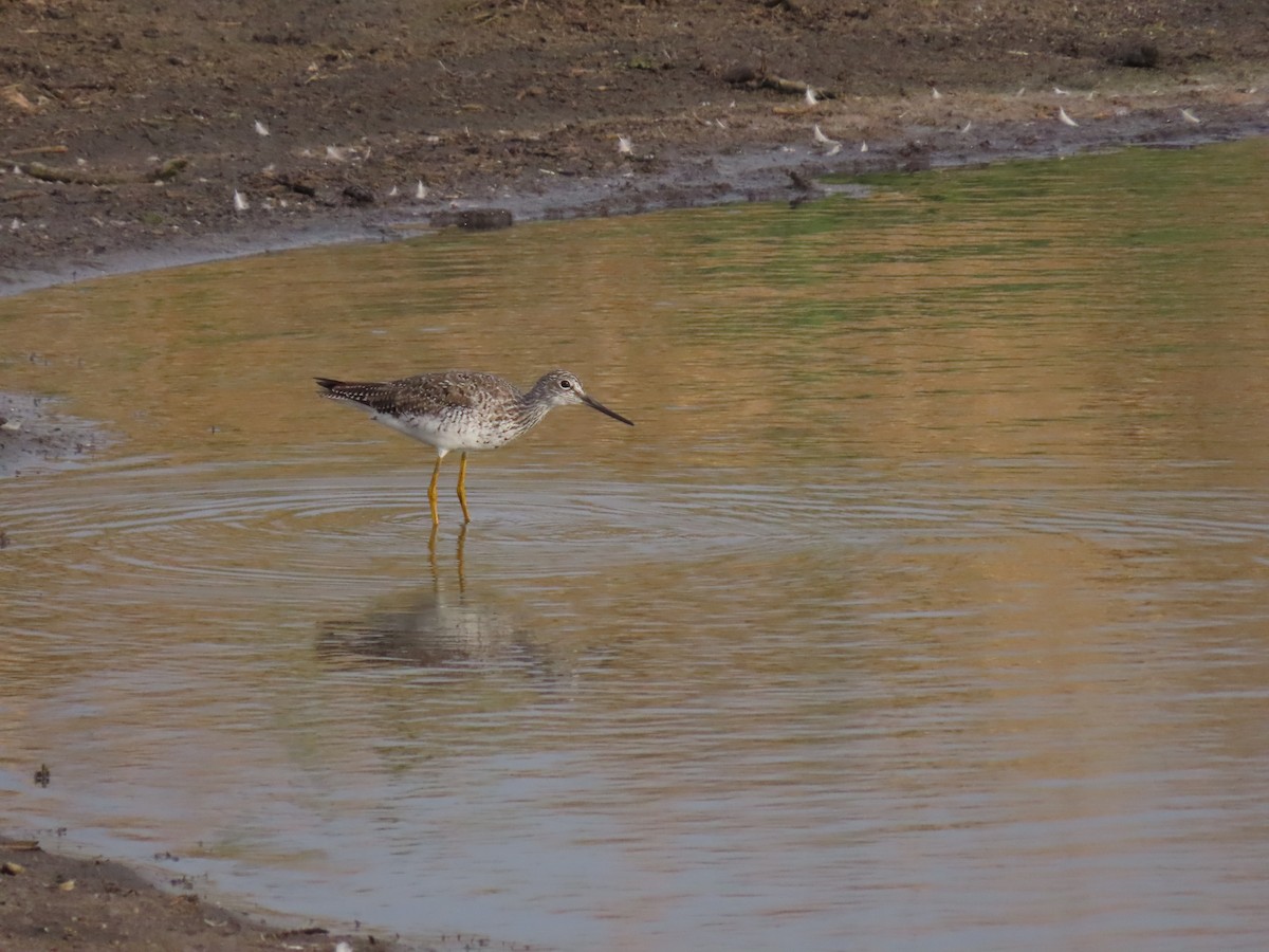 Greater Yellowlegs - Andrew Rivinus