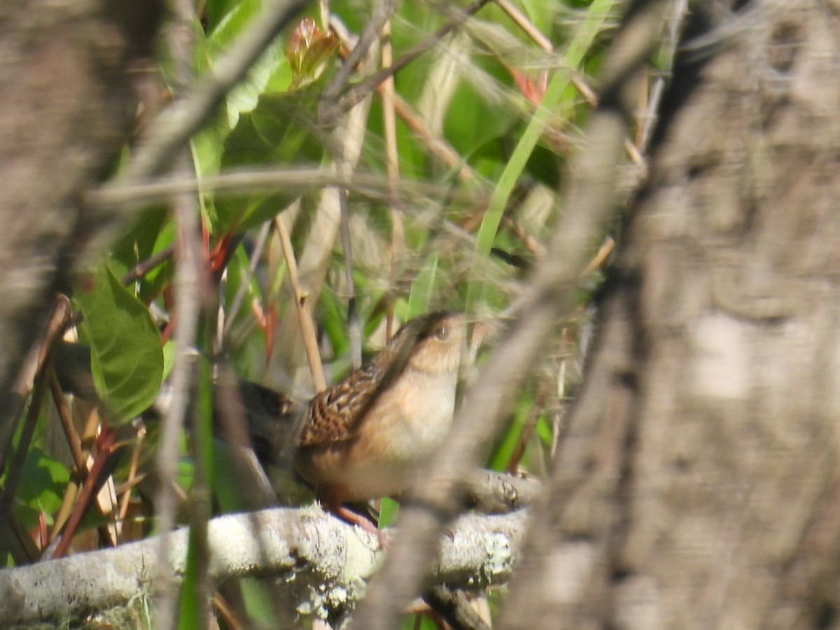 Sedge Wren - ML617946663