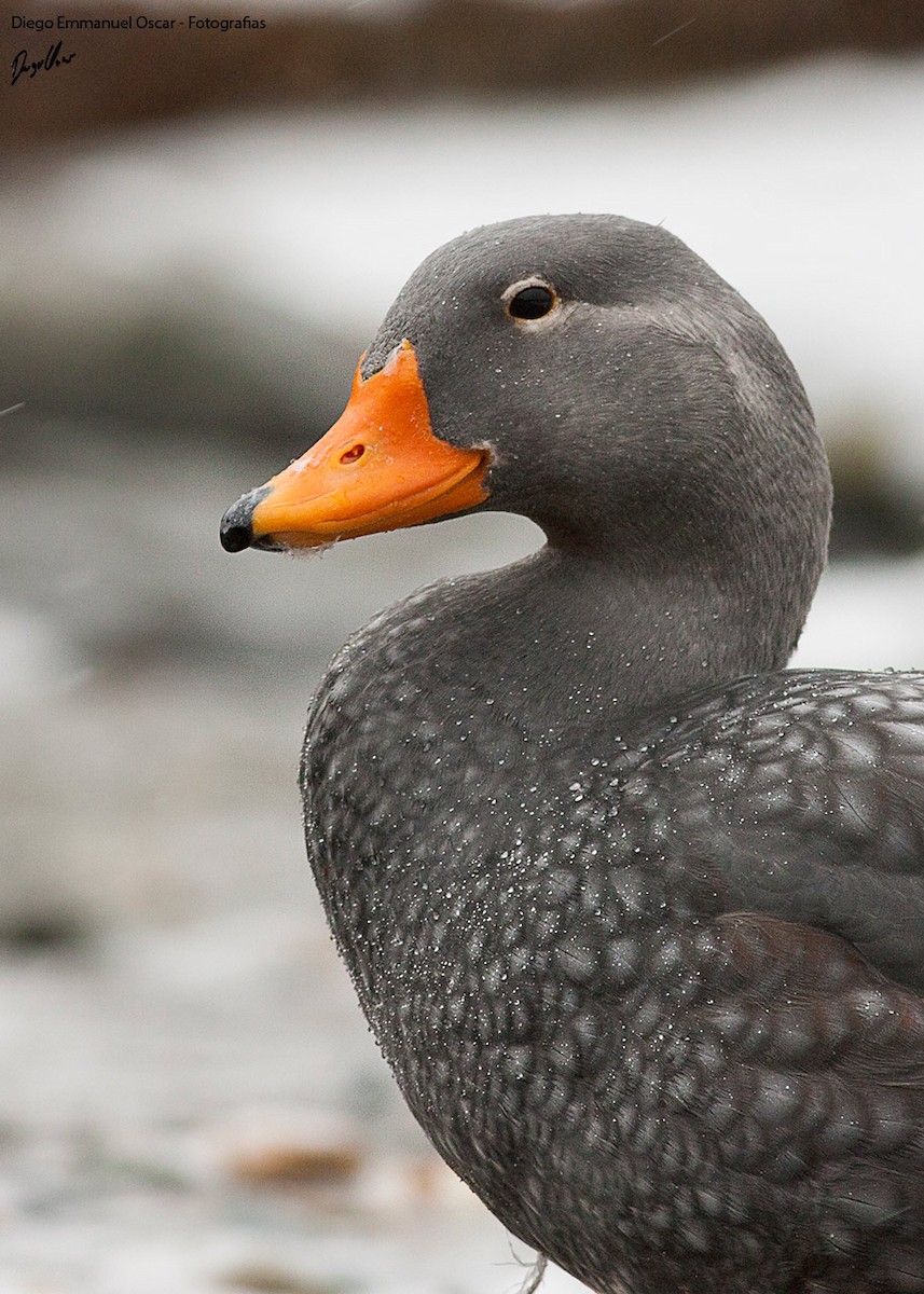 Flightless Steamer-Duck - Diego Oscar / Sandpiper Birding & Tours