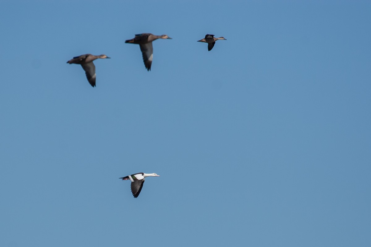 Radjah Shelduck - ML617946717