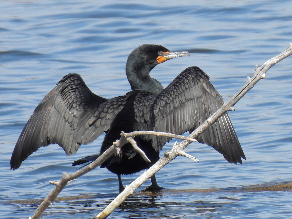 Double-crested Cormorant - Bill Nolting