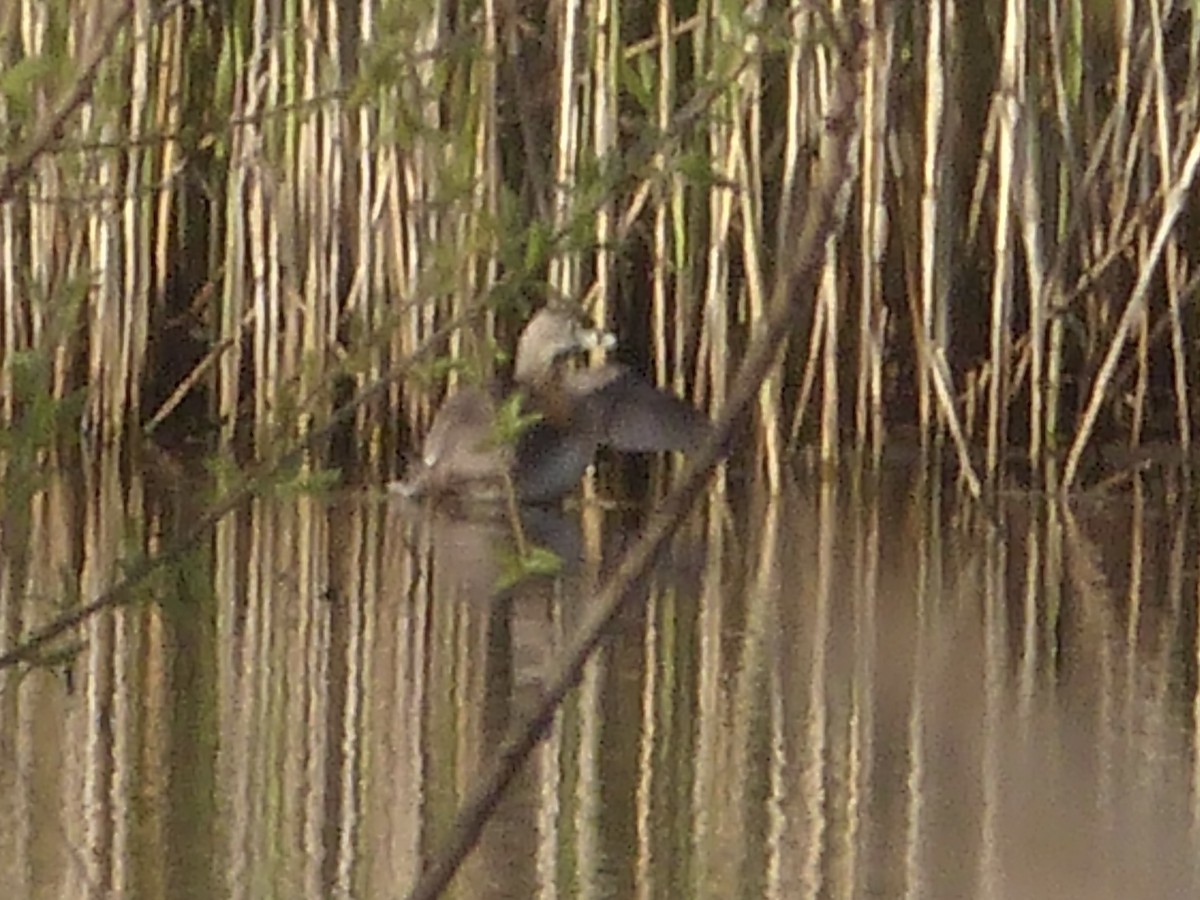 Pied-billed Grebe - ML617946731