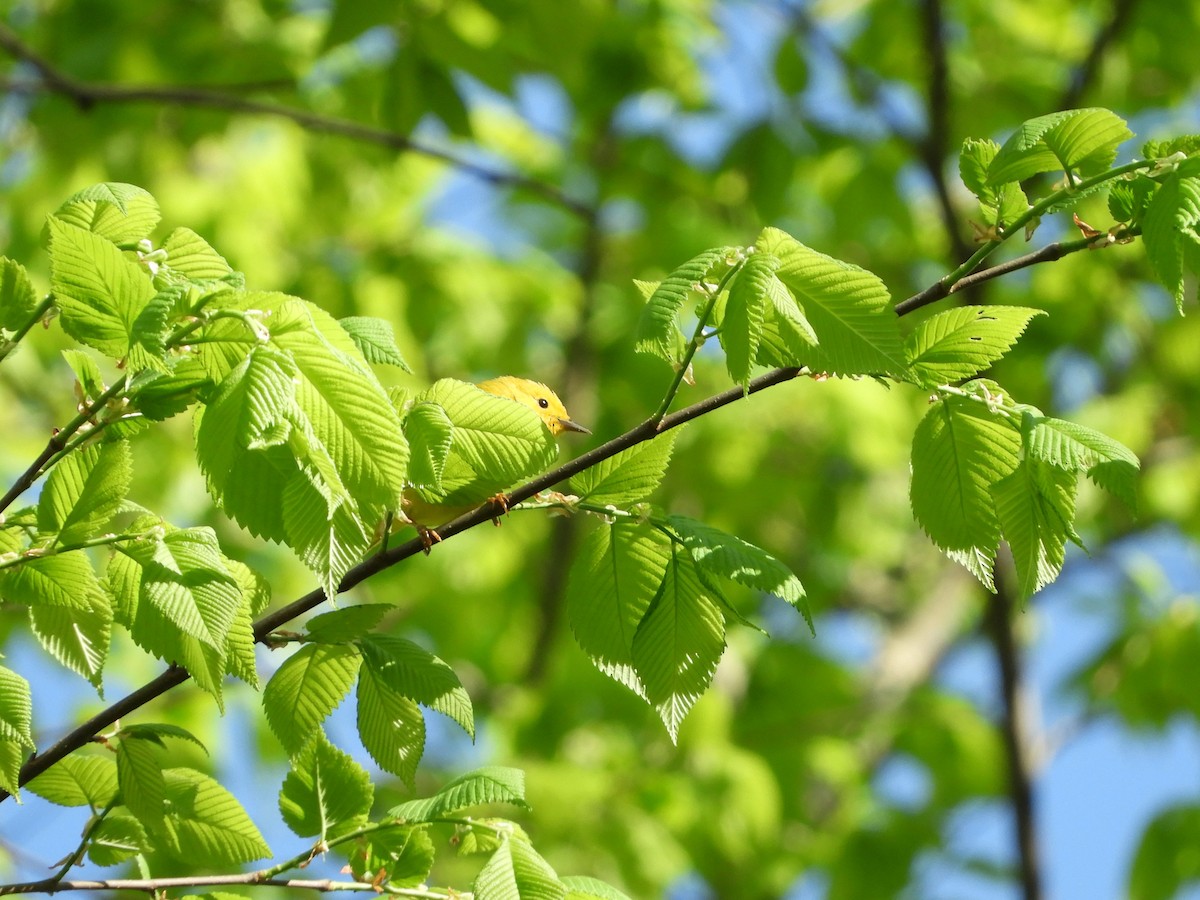 Yellow Warbler - ML617946756