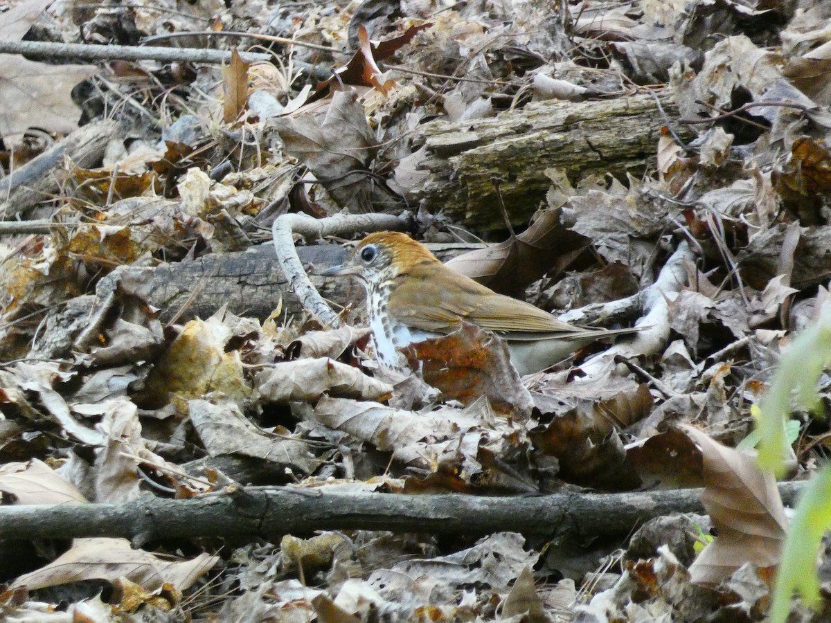 Wood Thrush - ML617946787