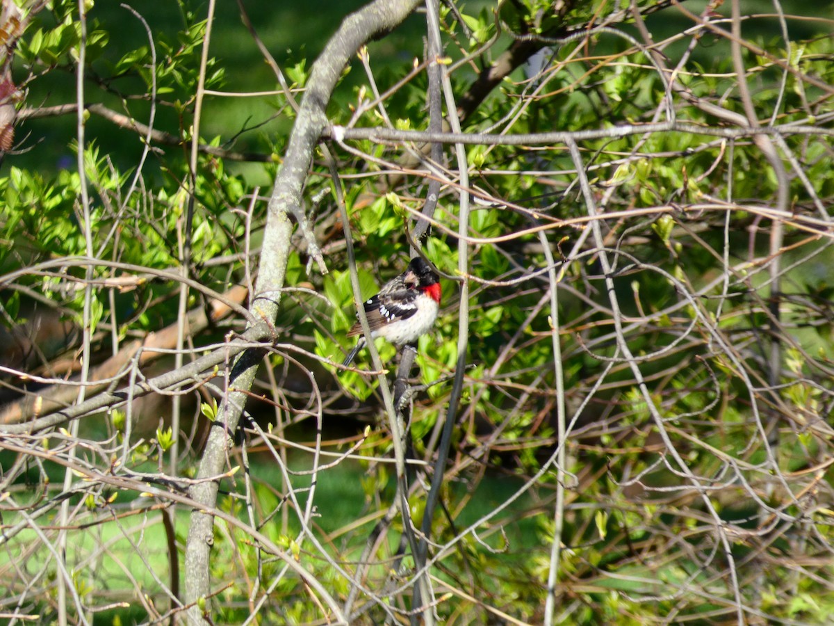 Rose-breasted Grosbeak - ML617946794