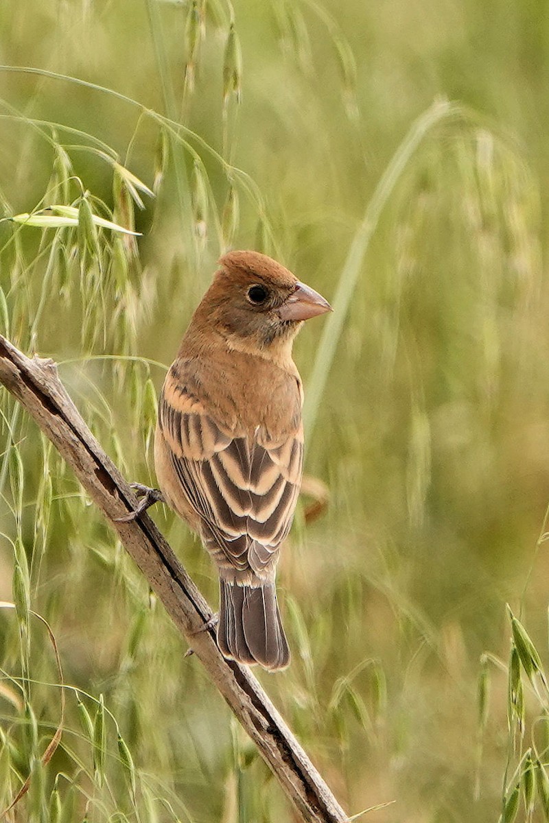 Blue Grosbeak - ML617946844