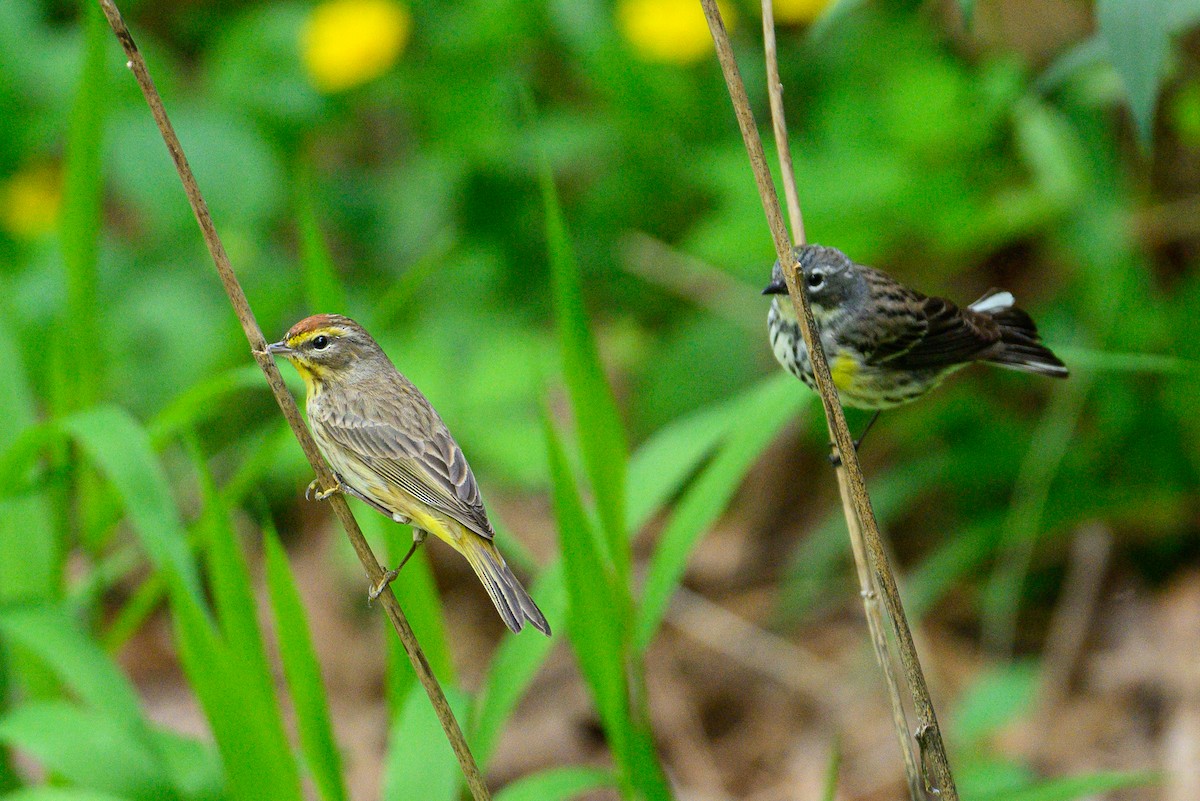 Palm Warbler - Christine Kozlosky