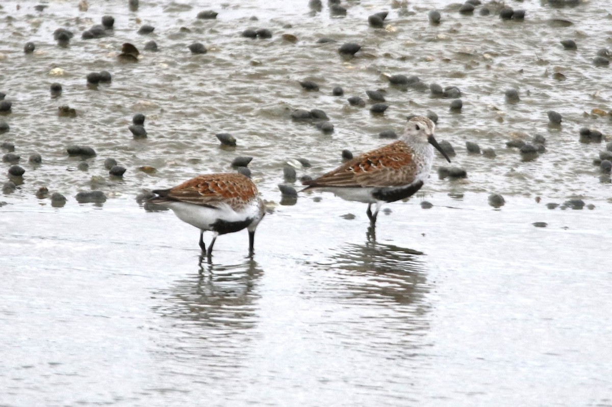 Dunlin - ML617946875