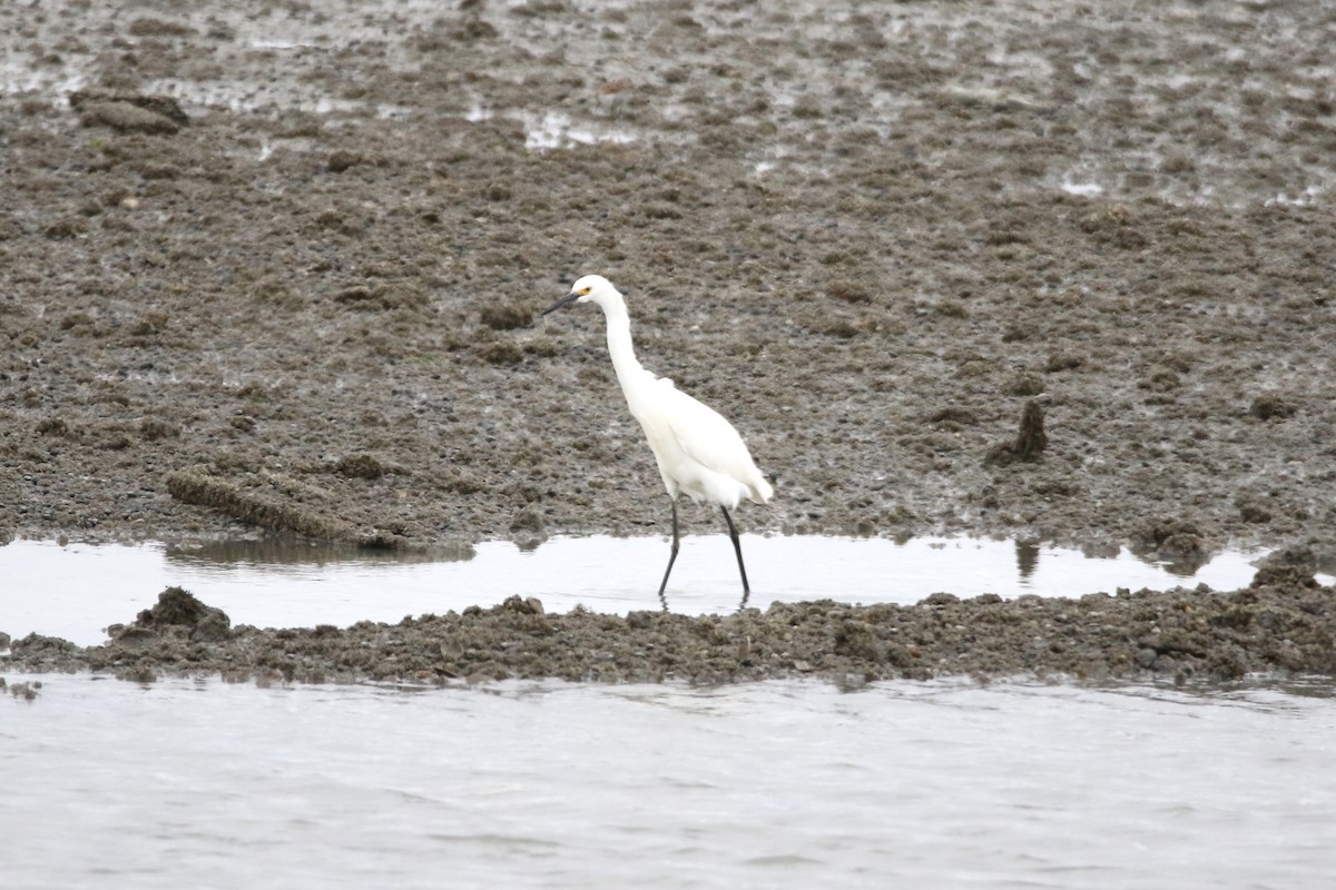 Snowy Egret - ML617946901