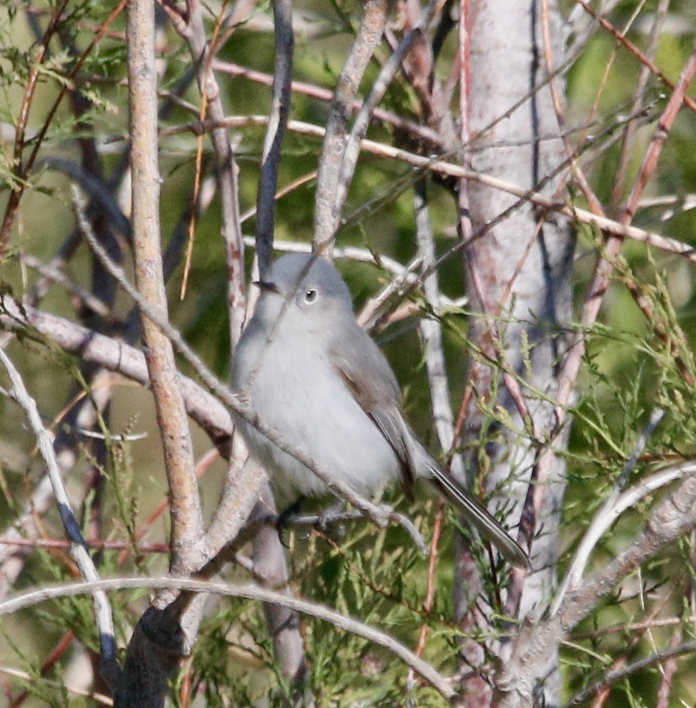 Blue-gray Gnatcatcher - ML617946904