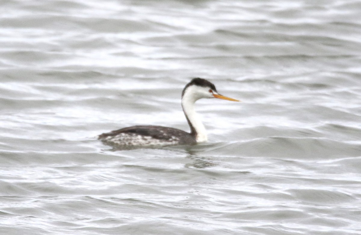 Clark's Grebe - ML617946923