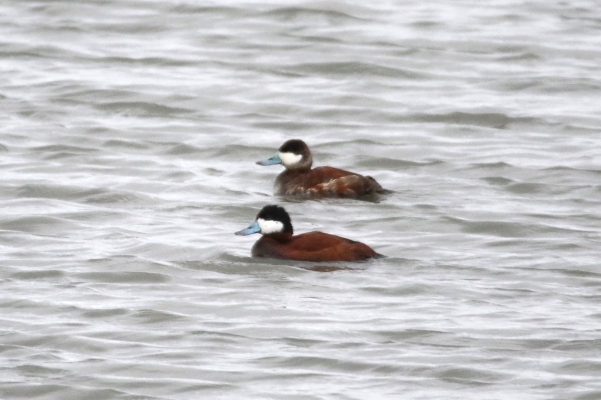 Ruddy Duck - ML617946925