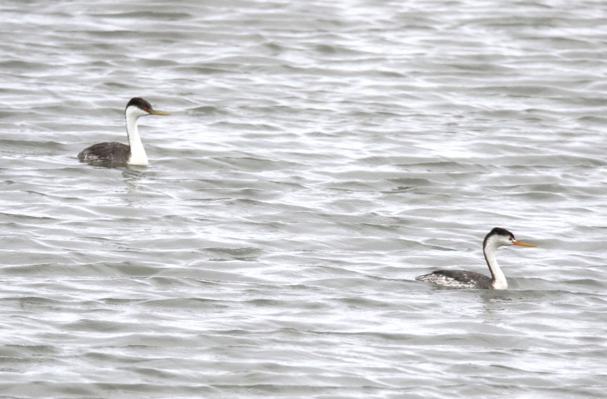 Clark's Grebe - ML617946929