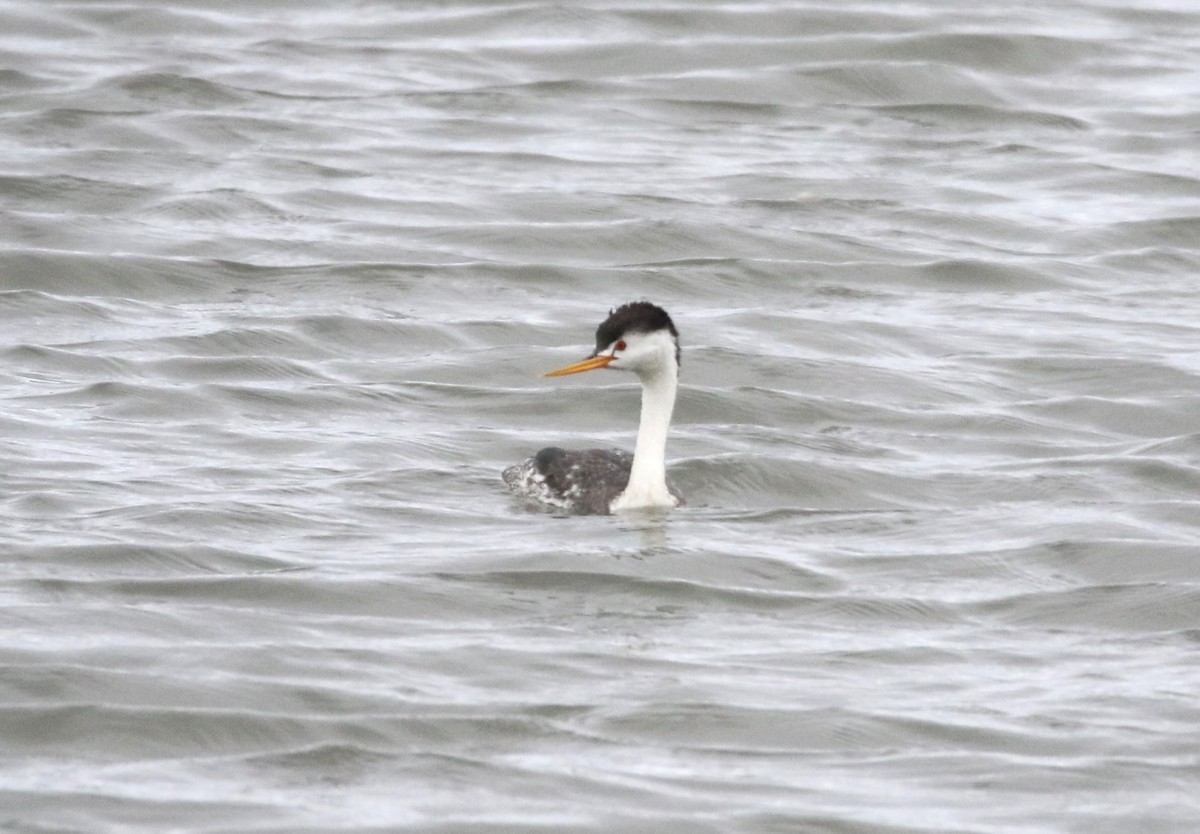 Clark's Grebe - ML617946930