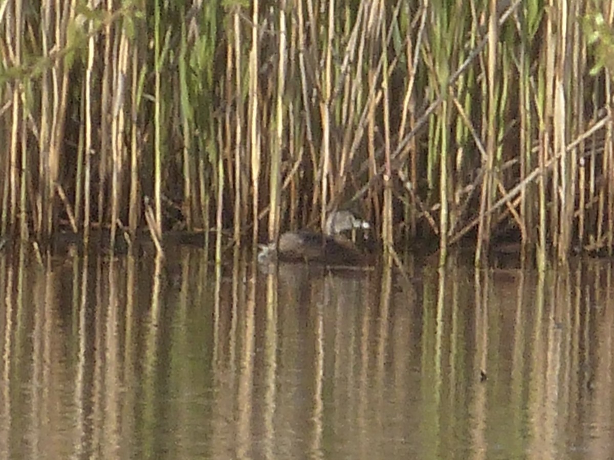 Pied-billed Grebe - ML617946976