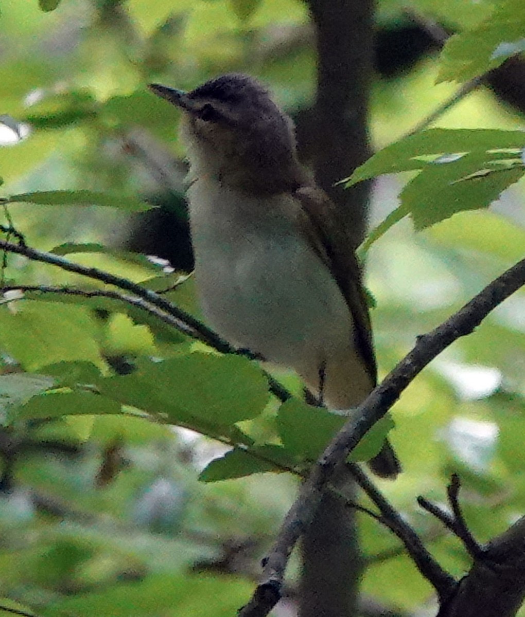 Red-eyed Vireo - ML617946994