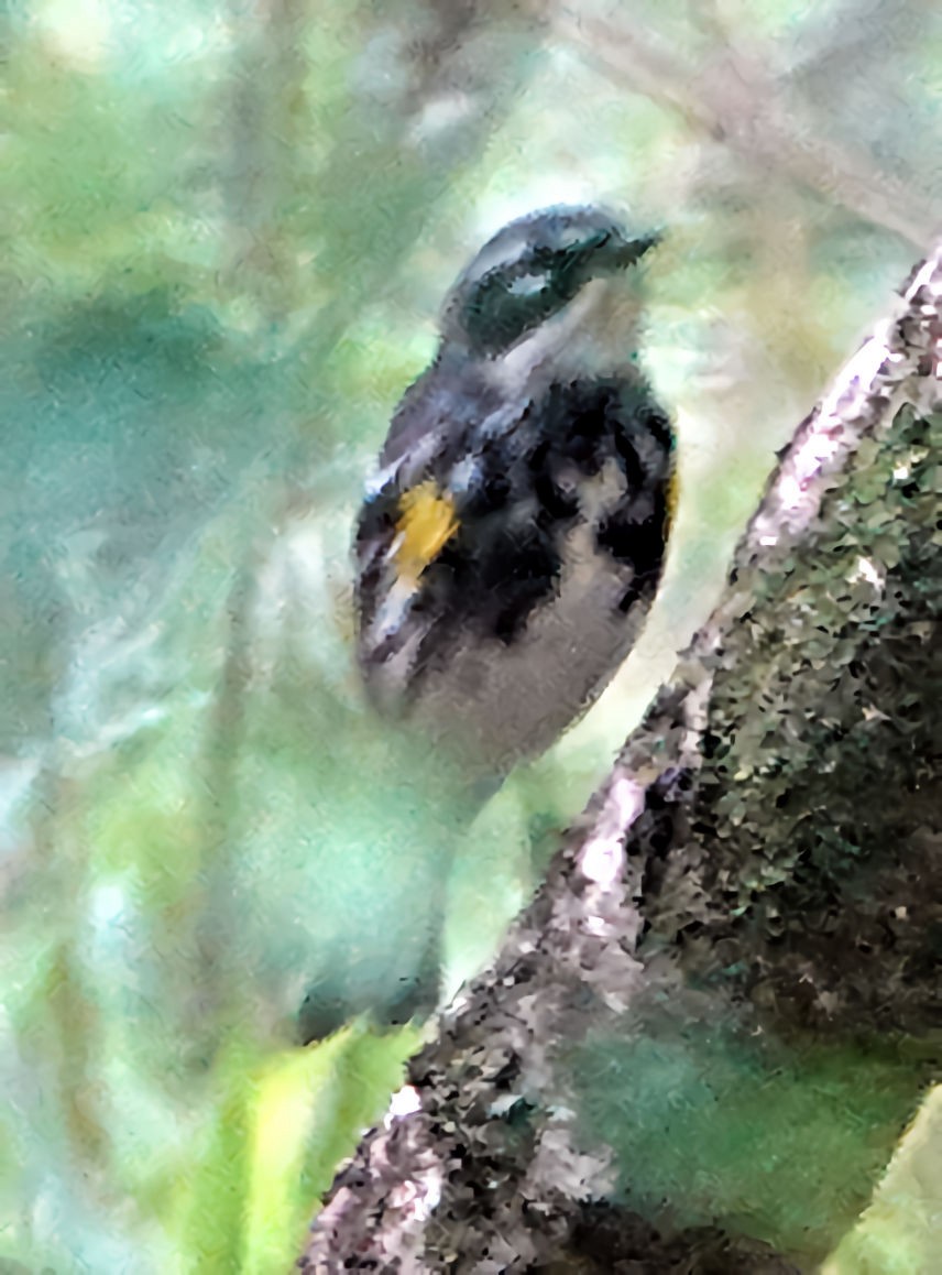 Yellow-rumped Warbler - Doug Wassmer