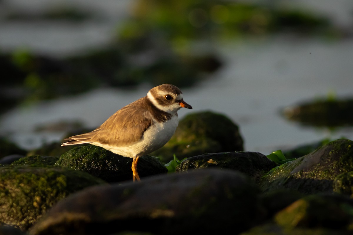 Semipalmated Plover - Ariel Cabrera Foix