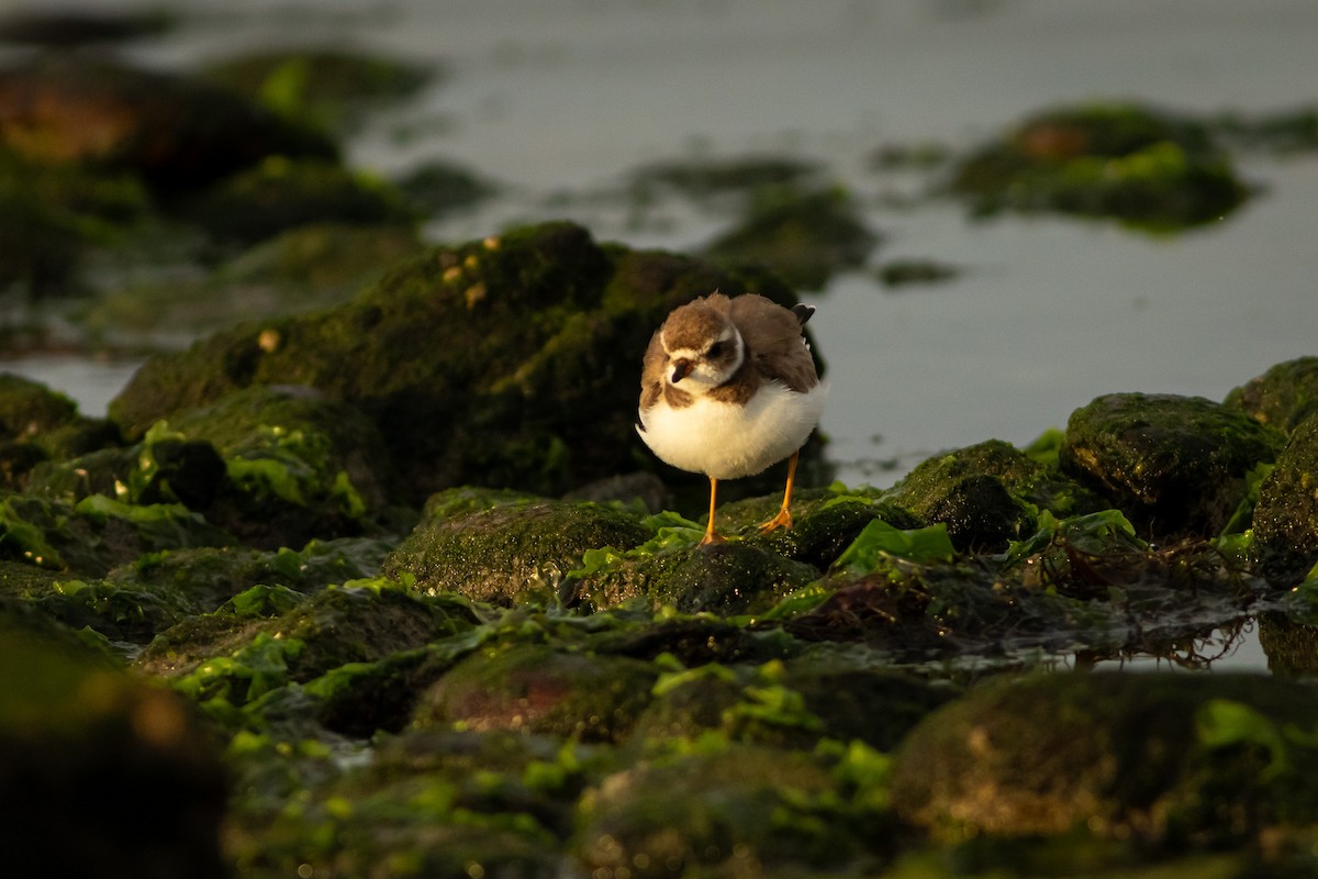 Semipalmated Plover - Ariel Cabrera Foix