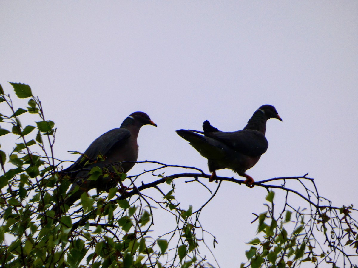 Band-tailed Pigeon - Aldrin Leung