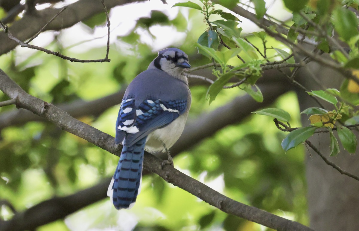 Blue Jay - Anne Bielamowicz