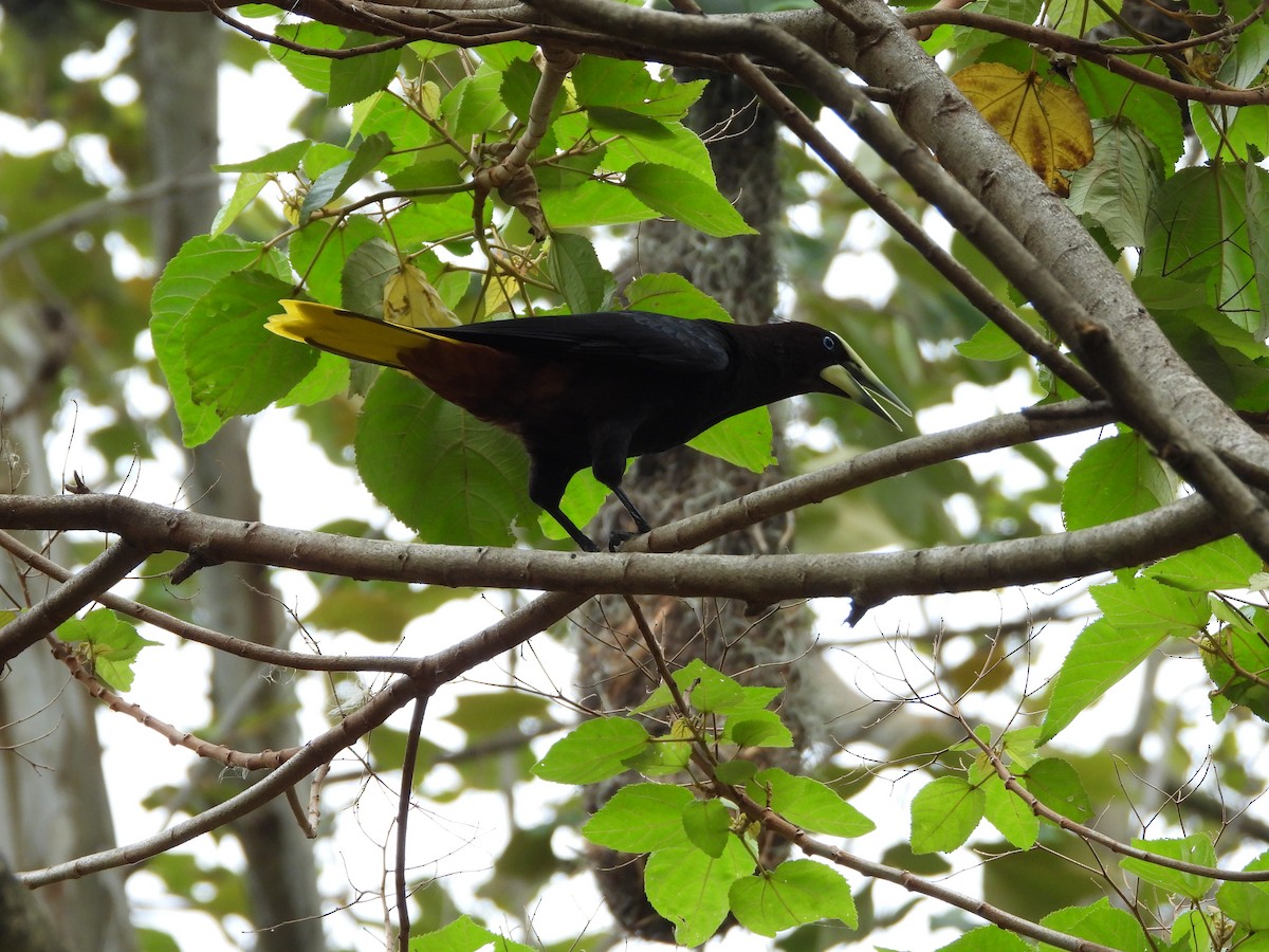 Chestnut-headed Oropendola - ML617947152