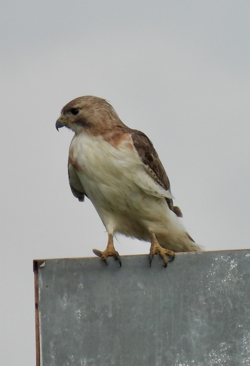 Red-tailed Hawk - ML617947158