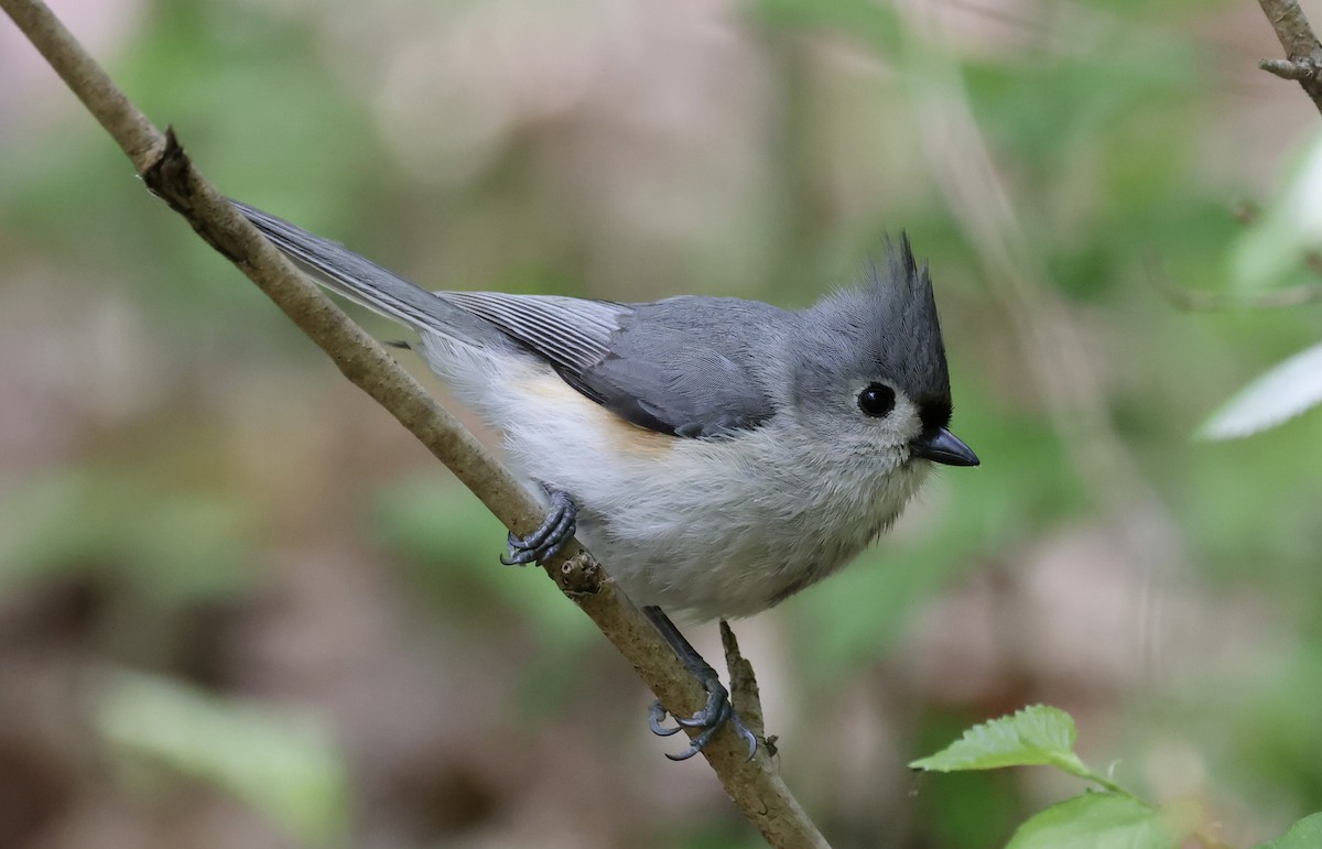 Tufted Titmouse - ML617947222