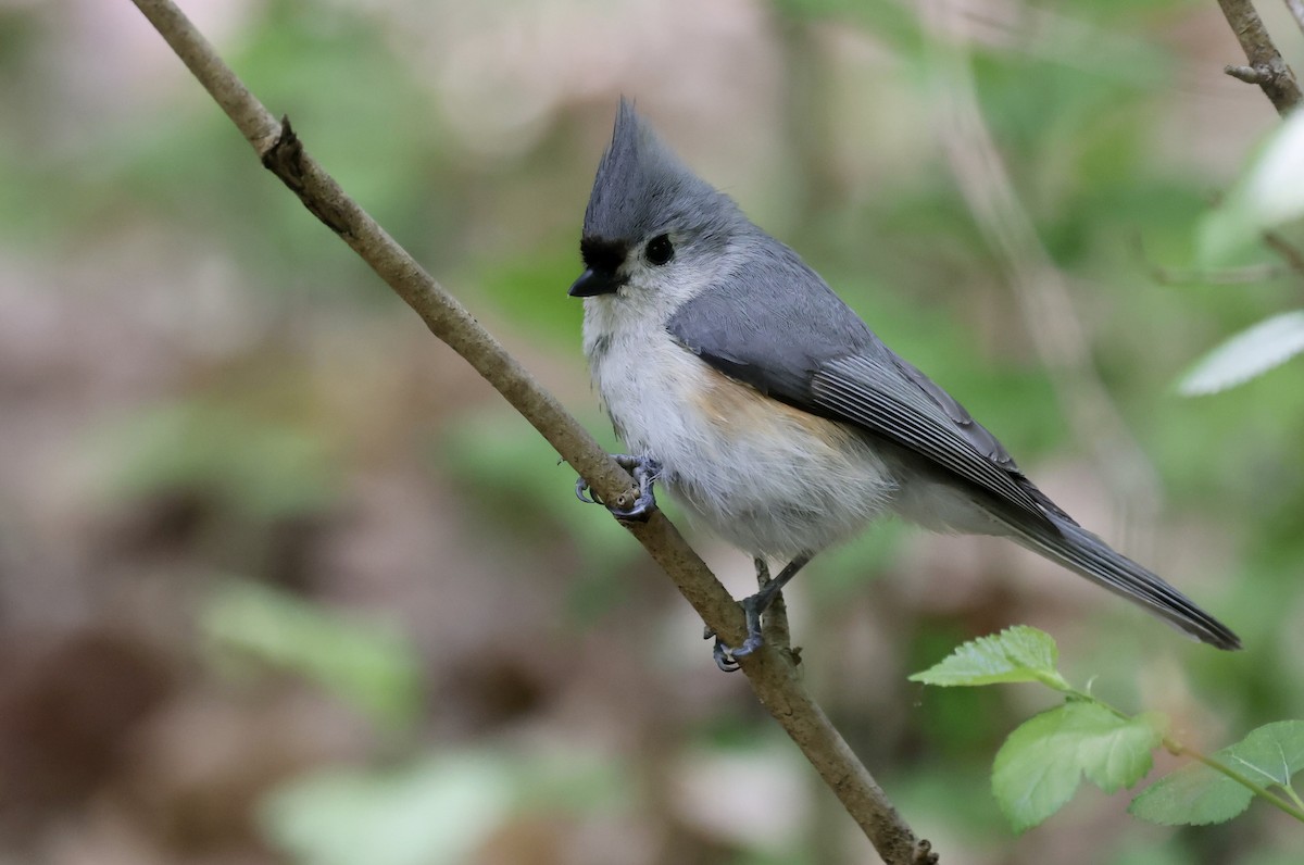 Tufted Titmouse - ML617947227