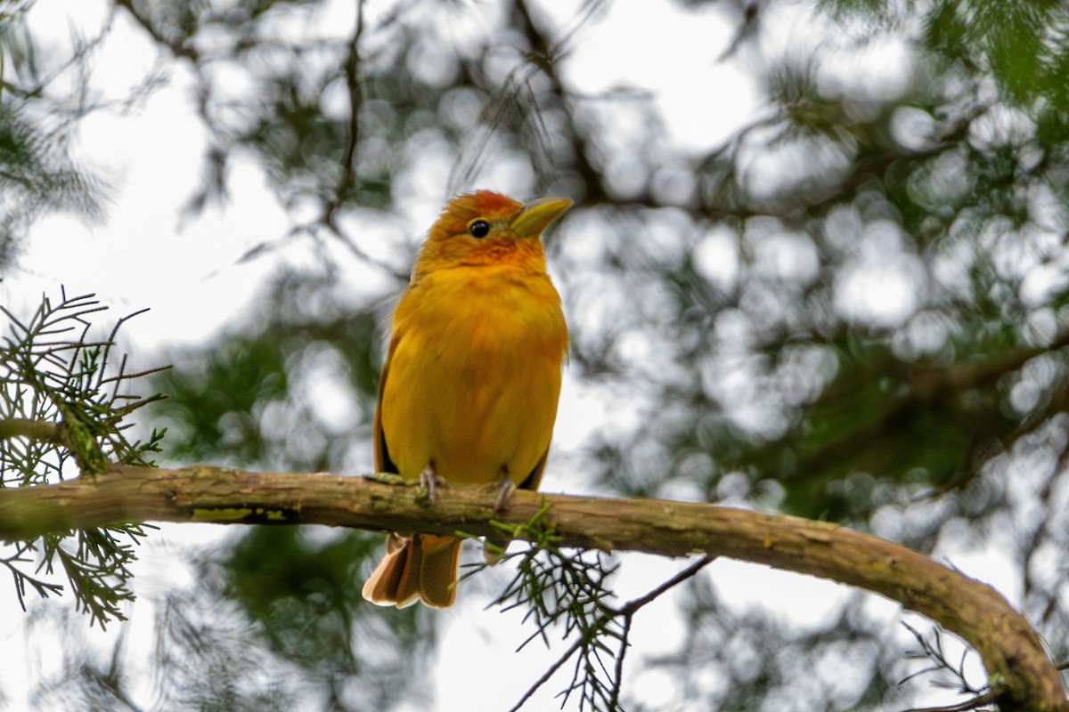 Summer Tanager - ML617947246