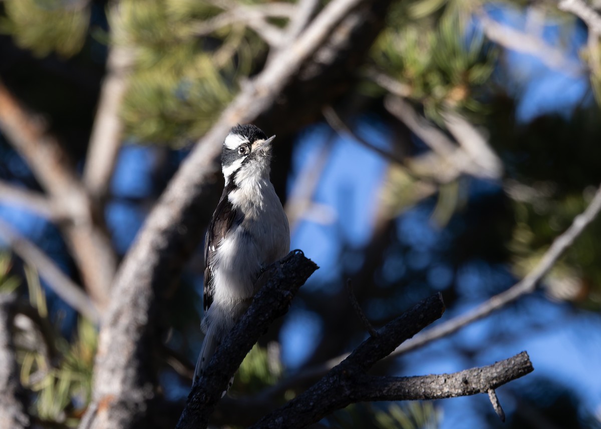 Downy Woodpecker - ML617947248