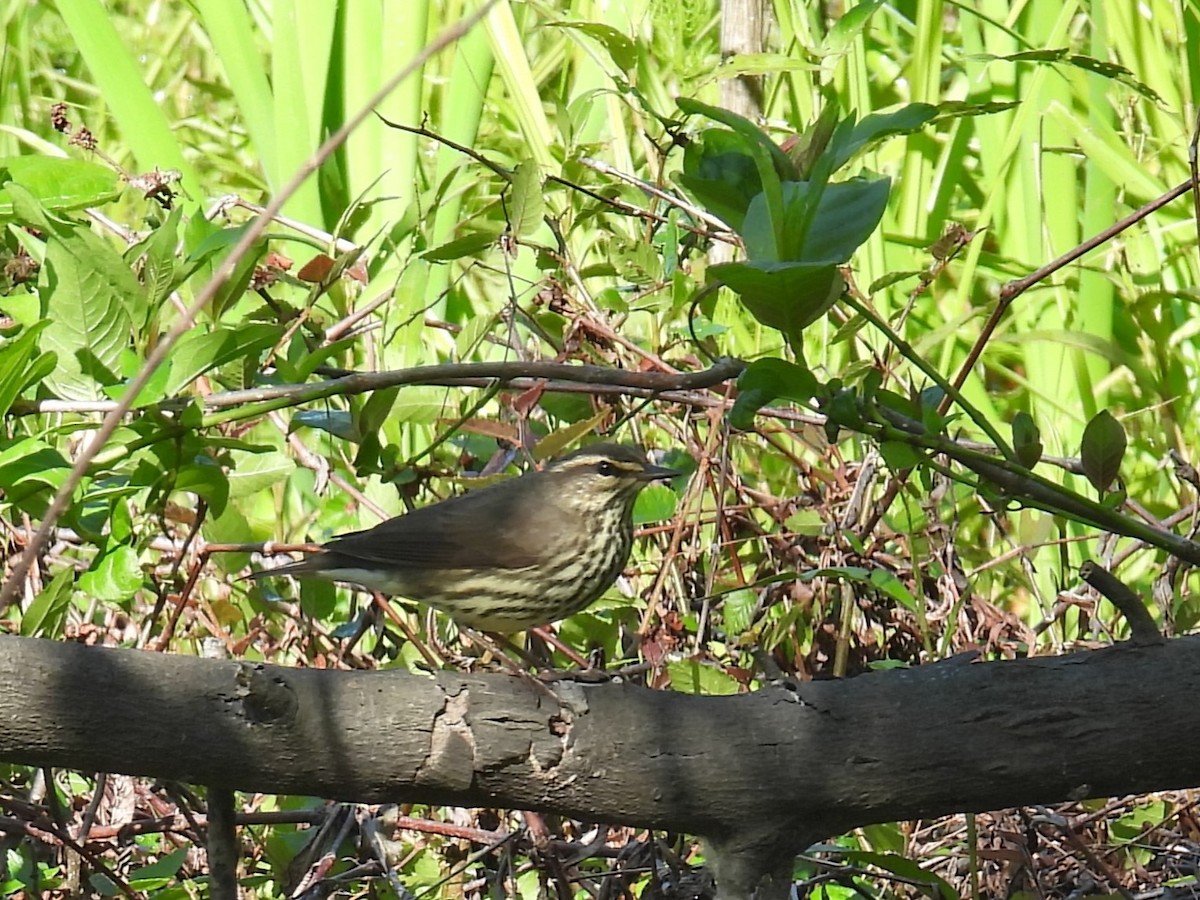 Northern Waterthrush - ML617947262