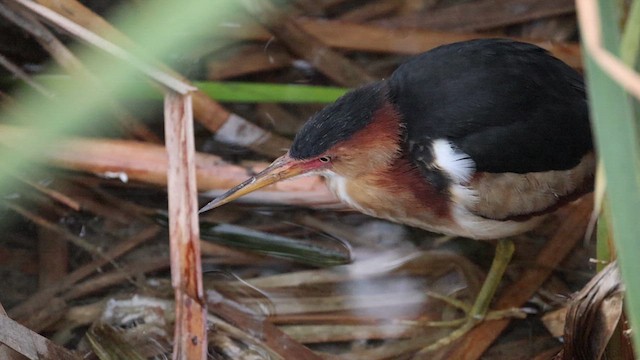 Least Bittern - ML617947269