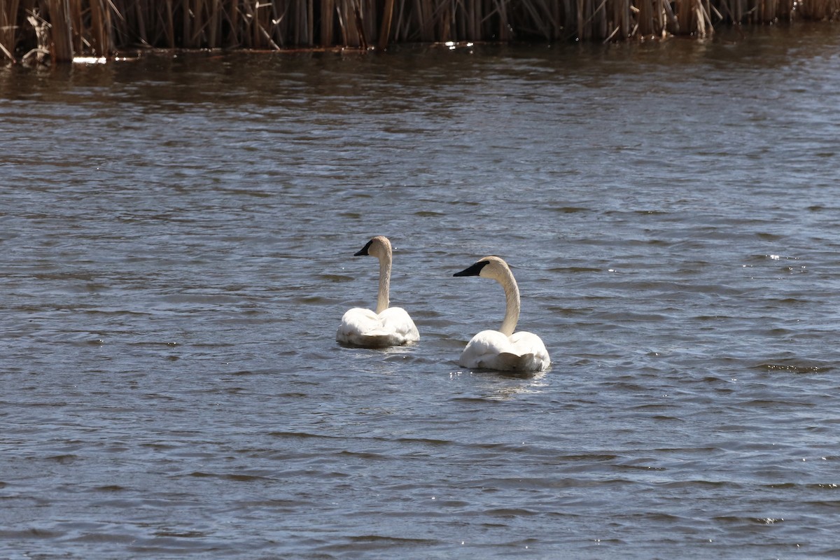 Trumpeter Swan - ML617947346