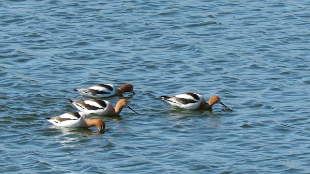 Avocette d'Amérique - ML617947368