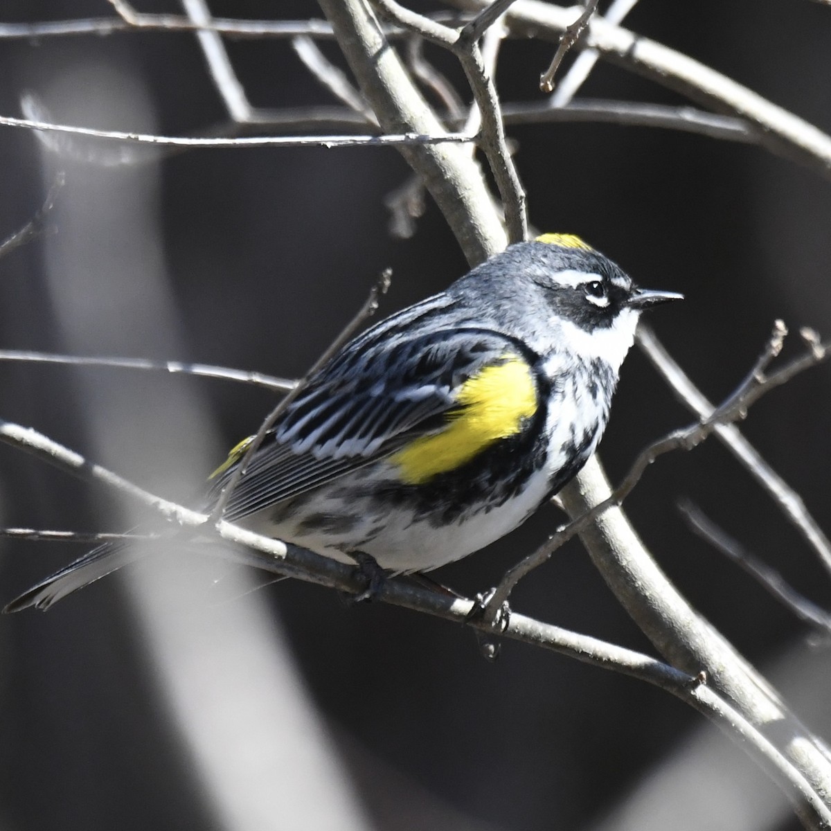 Yellow-rumped Warbler - ML617947397