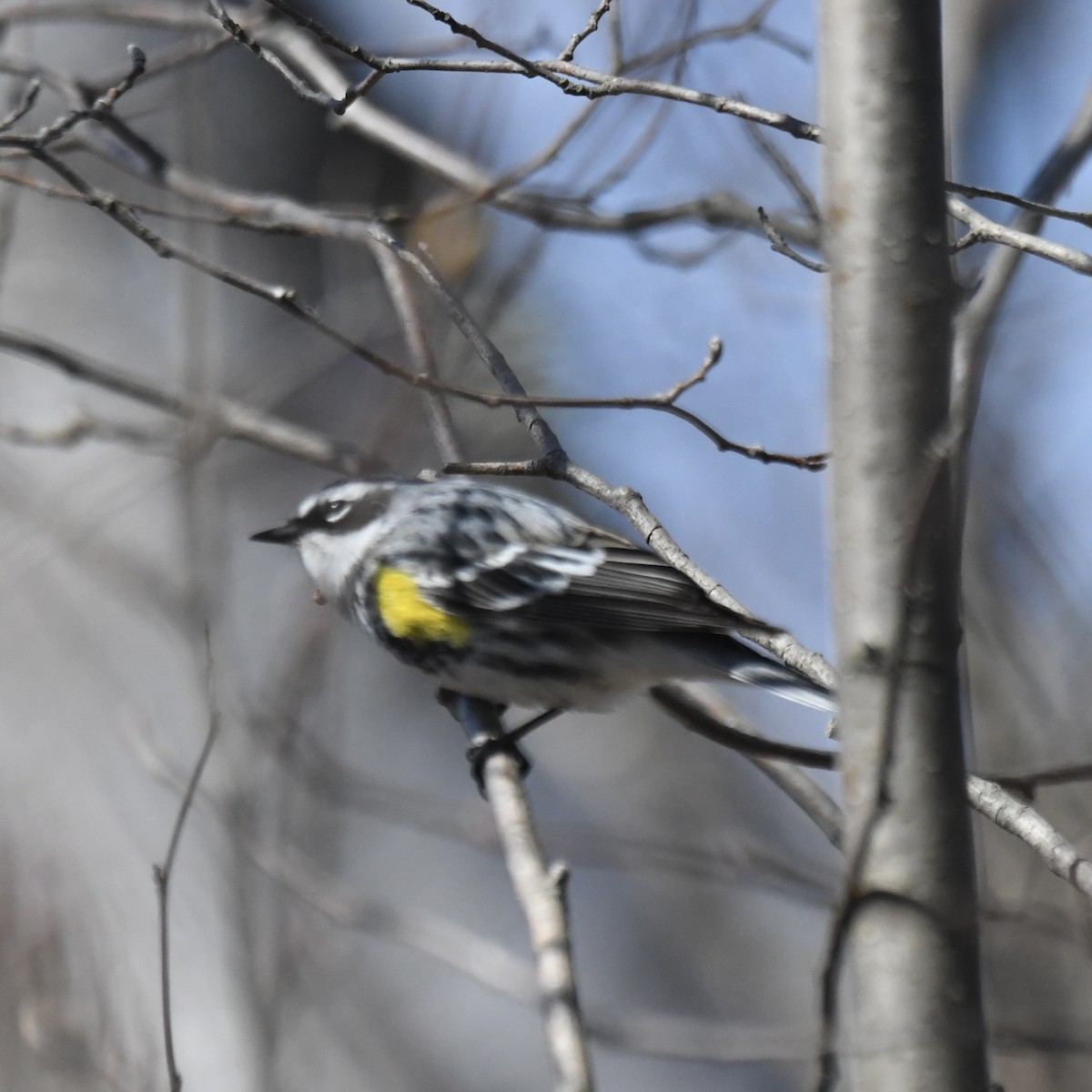 Yellow-rumped Warbler - ML617947398