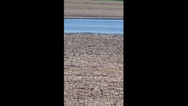 Pectoral Sandpiper - ML617947416