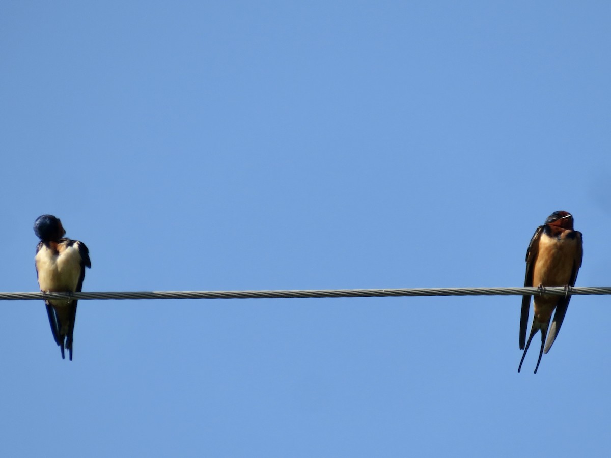 Barn Swallow - ML617947420